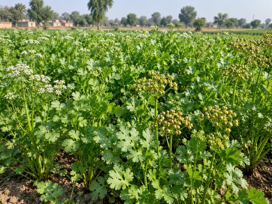 Dry Coriander
