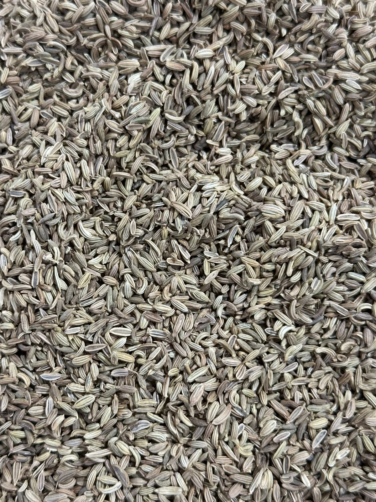 Fennel Seeds