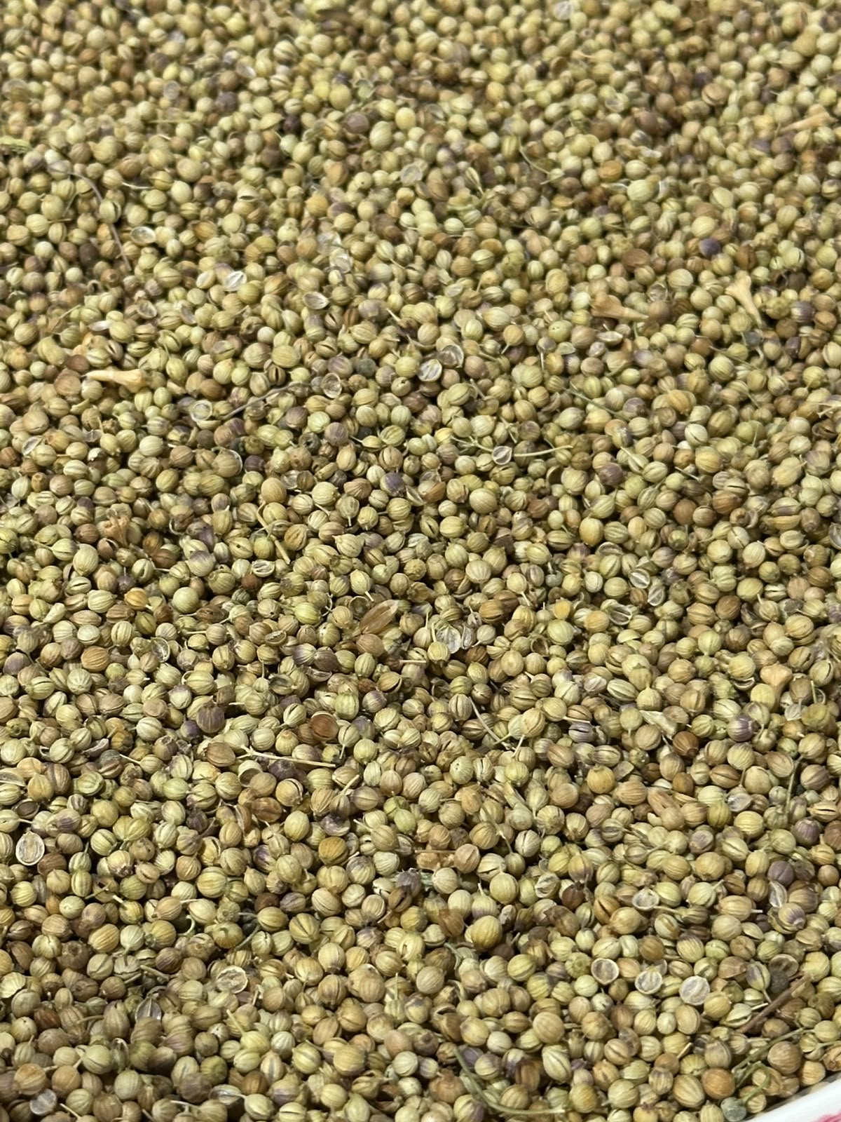 Dry Coriander
