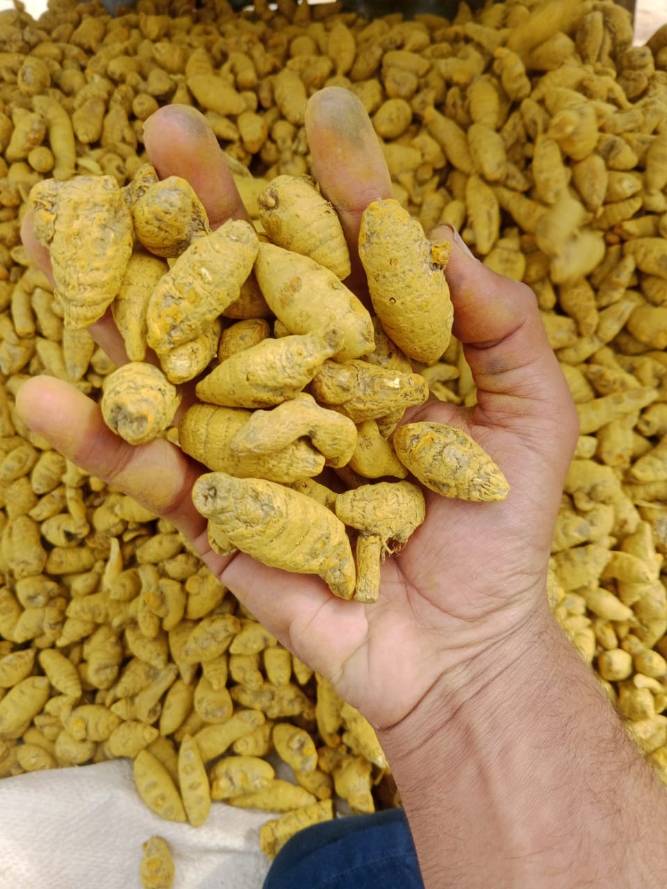 Turmeric Powder