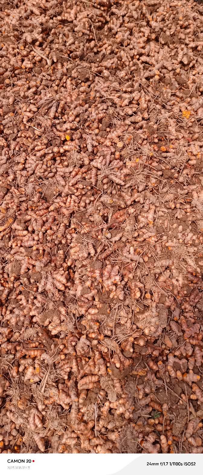 Turmeric Powder